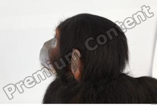 Chimpanzee - Pan troglodytes 0044